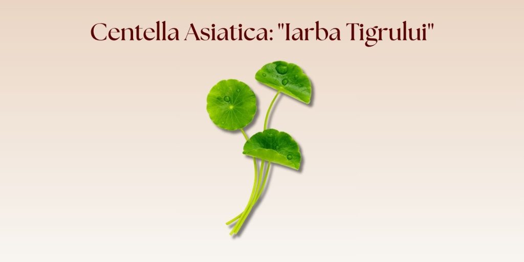 Centella Asiatica: „Iarba Tigrului” care salvează bariera cutanată