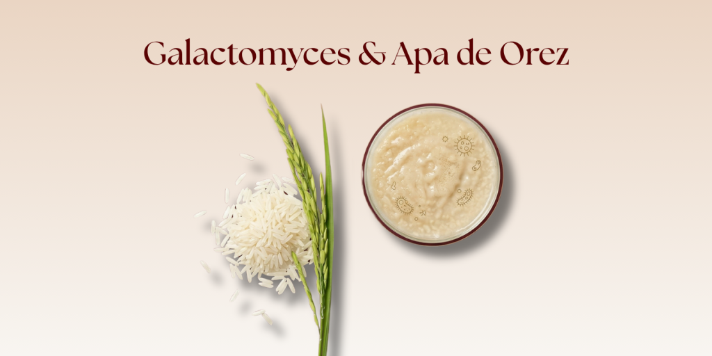 Galactomyces & Apa de Orez: Secretul tenului de porțelan și puterea fermentării