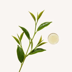 Extract de Ceai Verde